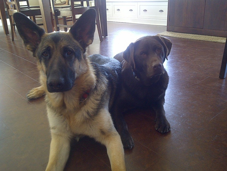 Two dogs laying together: A german shepherd and a chocolate labrador retriever